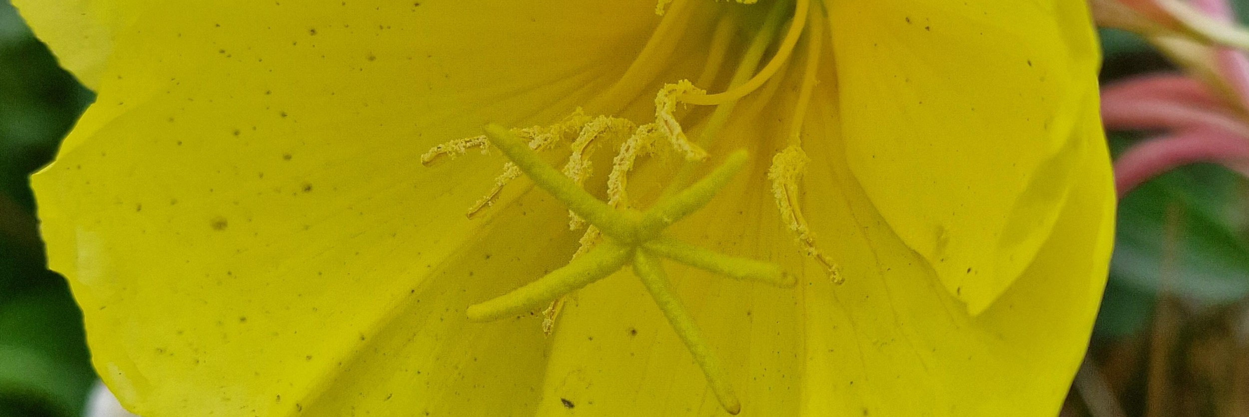 Natur in der Stadt, &copy; Anke Kleemann