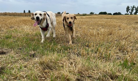 Hundewanderung Bad Salzuflen, © A.Petrick Hundewanderung Bad Salzuflen, © A.Petrick