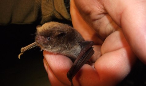 BS_F&uuml;hrungen Wasserfledermaus_Meier Lammering, &copy; B.Meier_Lammering
