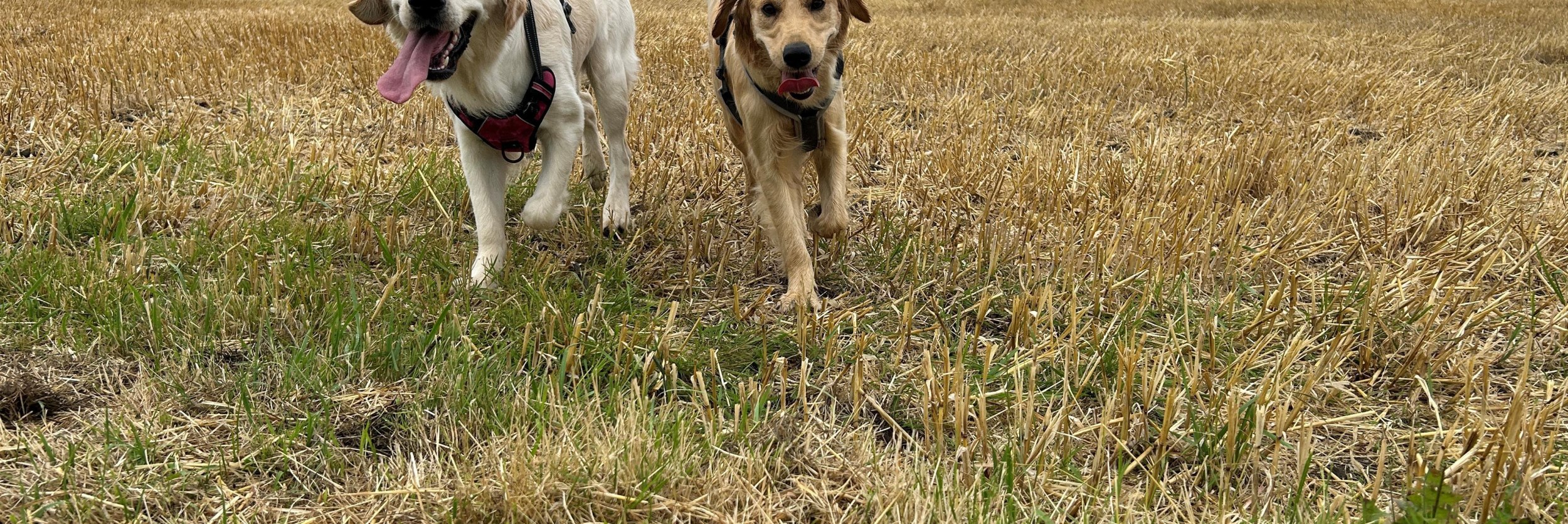 Hundewanderung Bad Salzuflen, © A.Petrick Hundewanderung Bad Salzuflen, © A.Petrick