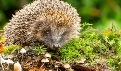 Glücklicher Igel im Moos, © Stadt Bad Salzuflen