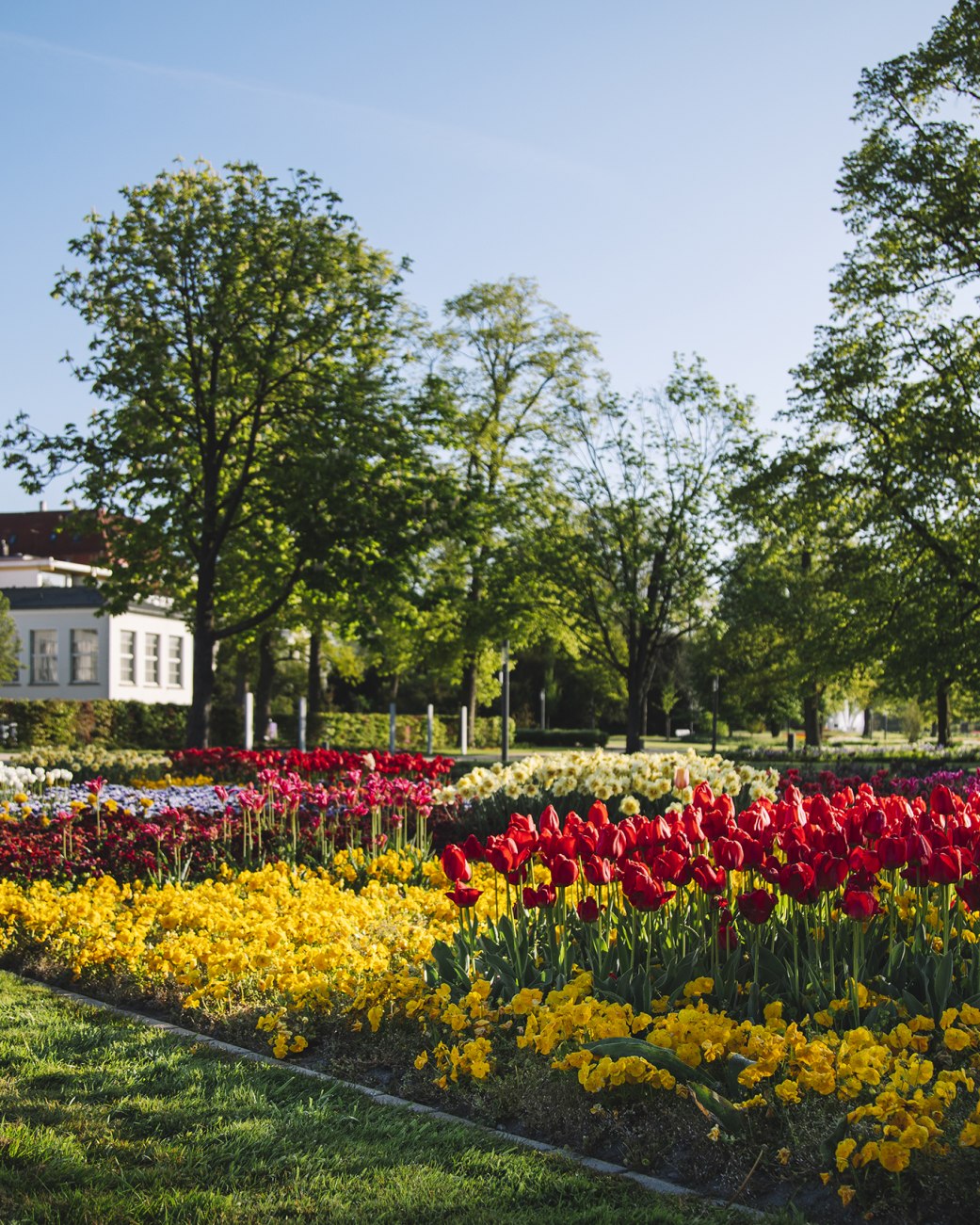 Tulpen am Kurhaus, © Stadt Bad Salzuflen/N. Jacke