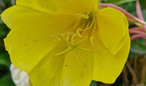 Natur in der Stadt, &copy; Anke Kleemann