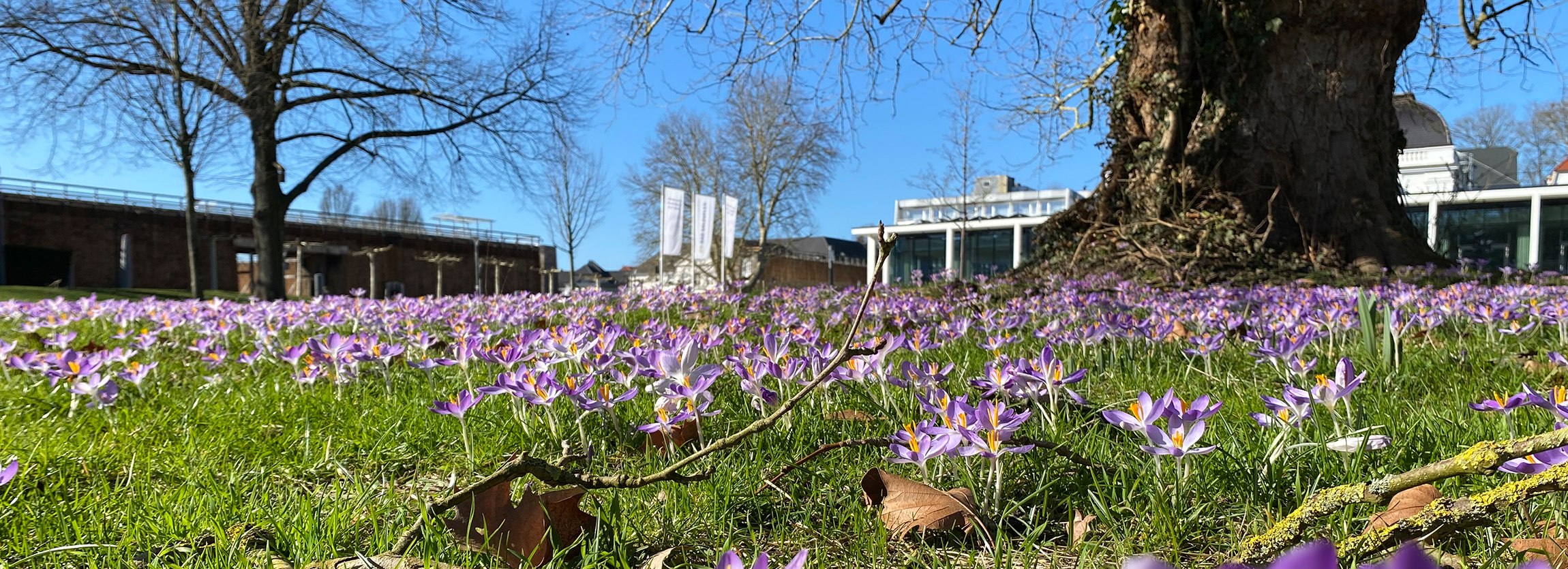 Krokusse im Kurpark