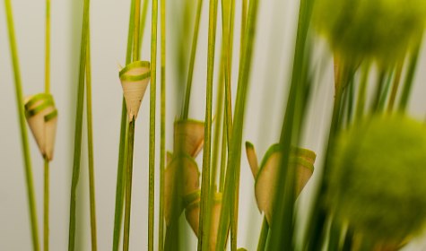 Ein Kuraufenthalt stärkt die Regeneration und Widerstandskraft., © IN-TI Institut für Tinnitus Diagnostik und Therapie GmbH