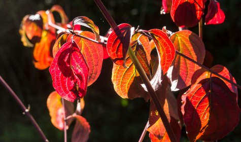 Roter Hartriegel, © stock.adobe.com | Erich Teister