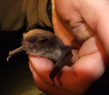 BS_Führungen Wasserfledermaus_Meier Lammering, © B.Meier_Lammering BS_Führungen Wasserfledermaus_Meier Lammering, © B.Meier_Lammering