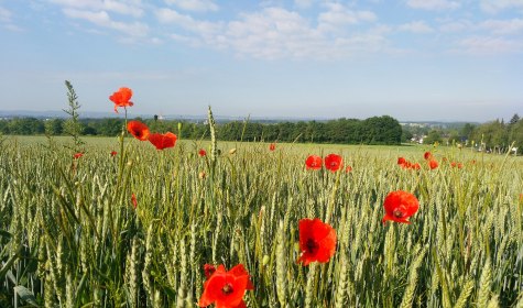 Mohnblüten am Asenberg, © Stadt Bad Salzuflen/K. Paar