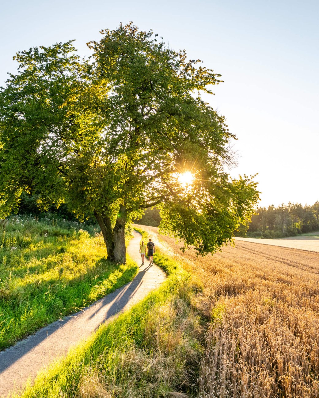 Landschaftsaufnahme über Feld, Wald und Wiesen von Bad Salzuflen im Ortsteil Wüsten. Mittig im Bild führt ein Weg entlang, auf dem 2 Wanderer gehen. Die Sonne geht langsam unter.