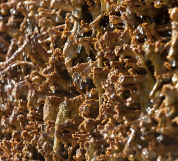 Leichter Atmen: Die Schwardornwände werden mit der aus bis zu 1.000 Meter Tiefe gewonnenen Sole berieselt., © Staatsbad Salzuflen GmbH / A. Hub