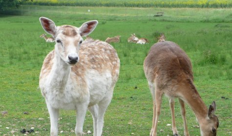 Wildgehege, © Stadt Bad Salzuflen