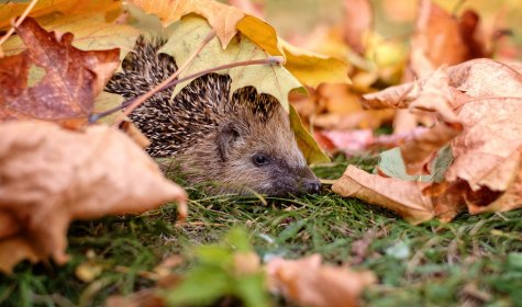 Igel im Laub, © Stadt Bad Salzuflen Igel im Laub, © Stadt Bad Salzuflen