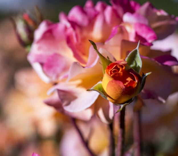 Rosengarten, &copy; Jan Voth