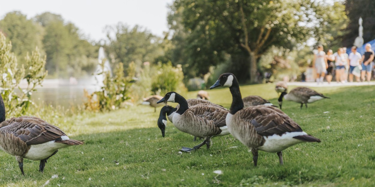 Tiere Landschaftsgarten