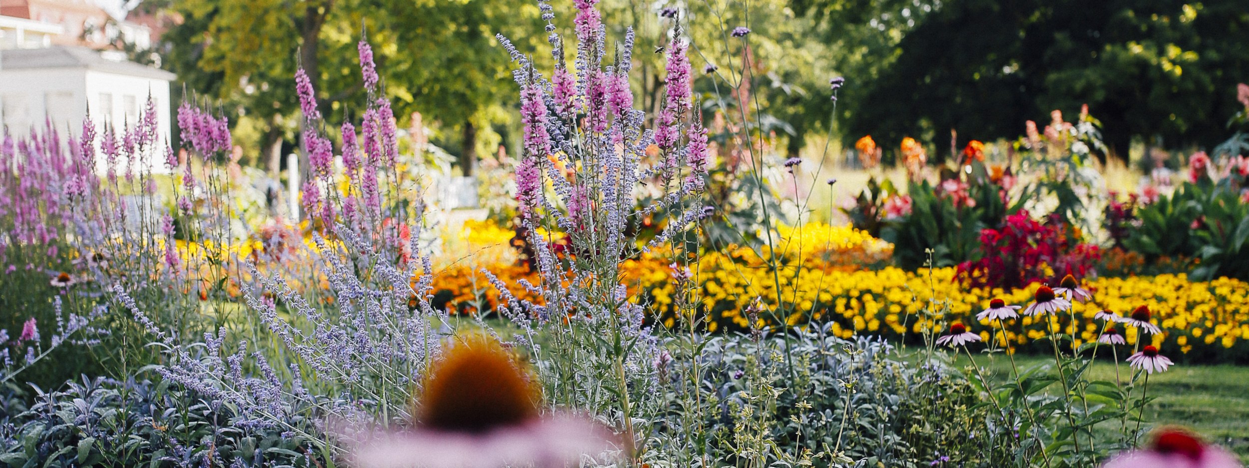 8Kurpark Bad Salzuflen Blick auf Blumenmeer Blütenmeer, © (c) Staatsbad Salzuflen GmbH_S Strothbäumer