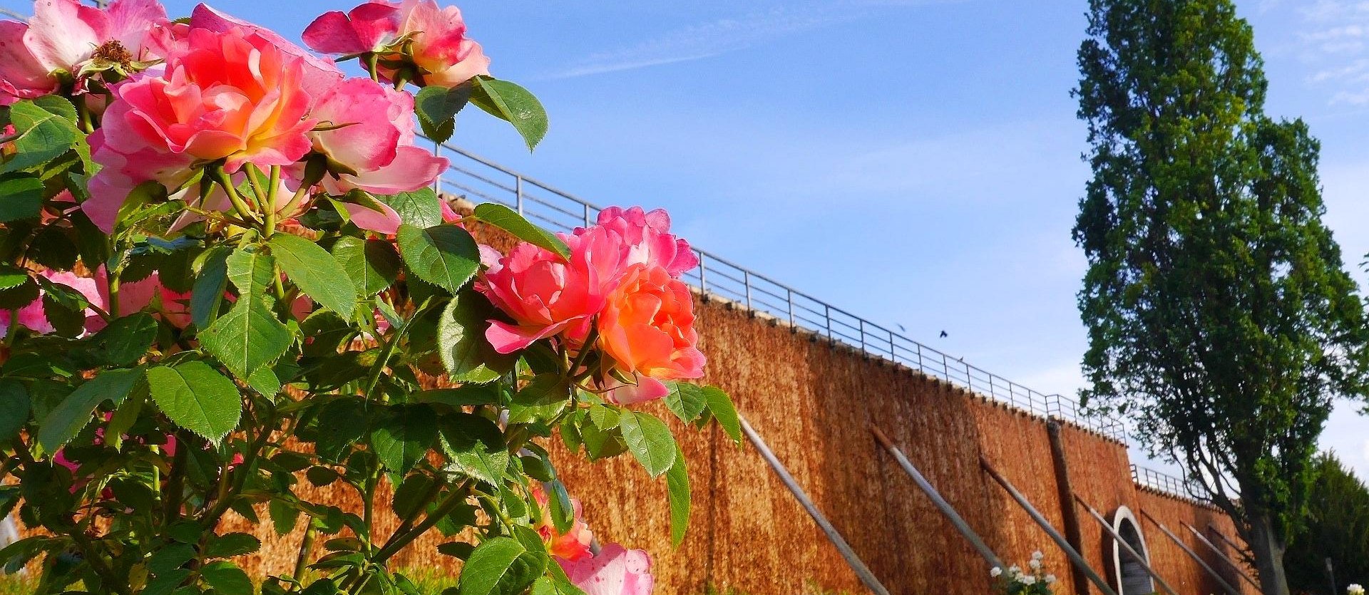 Rosengarten am Gradierwerk, © Stadt Bad Salzuflen/K. Paar