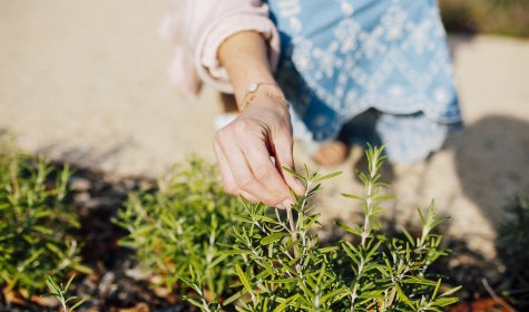 Staatsbad Salzuflen_Pflanze ber&uuml;hren_1_, &copy; Stadt Bad Salzuflen / S.Strothb&auml;umer