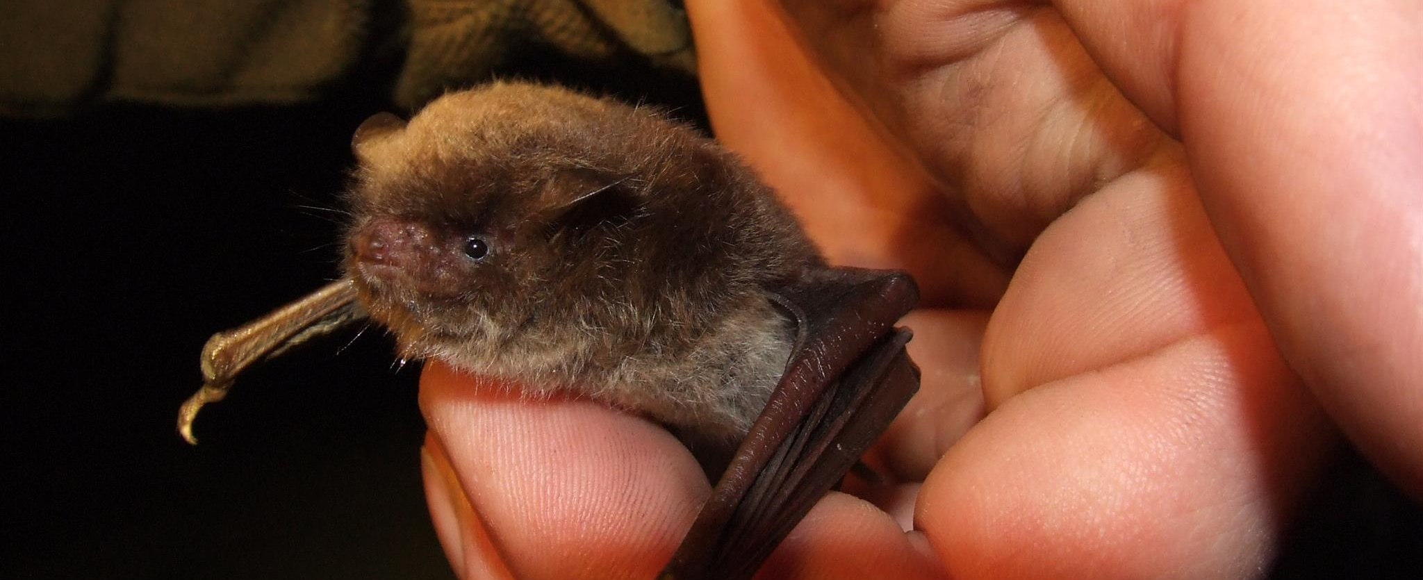 BS_F&uuml;hrungen Wasserfledermaus_Meier Lammering, &copy; B.Meier_Lammering