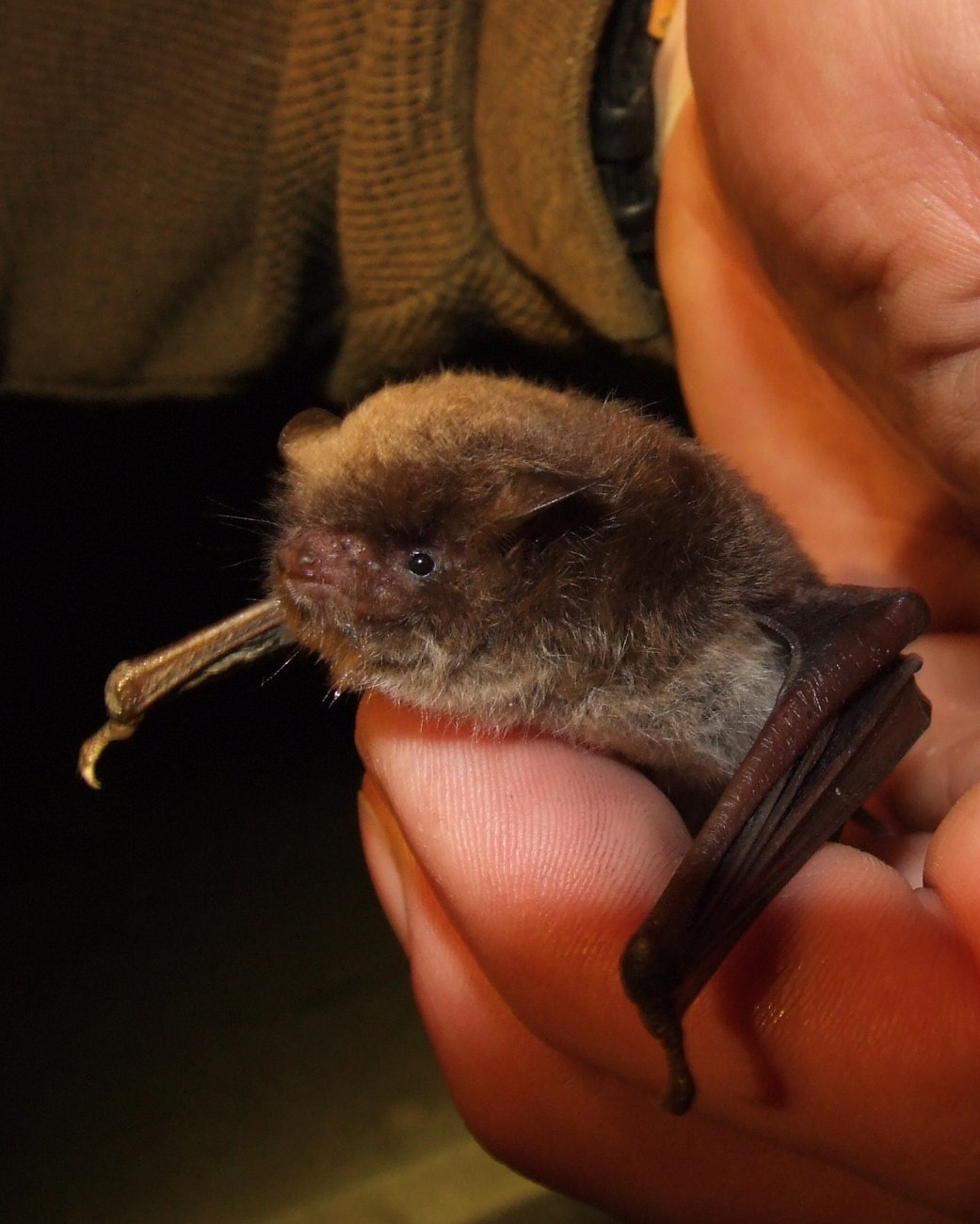 Fledermaus auf einer Hand, © Stadt Bad Salzuflen/B. Meier