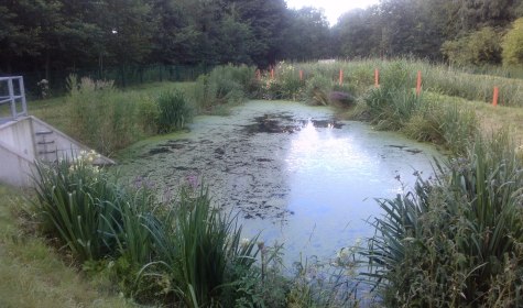 Regenklärbecken Waldemeine - ein sogenannter Retentionsbodenfilter, © Stadt Bad Salzuflen