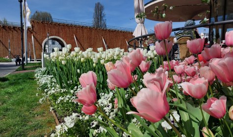 Tulpen am Salinencafe mit Blick auf die Bogen&ouml;ffnung des Gradierwerks am Rosengarten, &copy; Stadt Bad Salzuflen